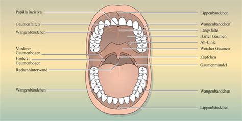 aufbau mundhöhle anatomie|cavum oris proprium.